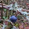Sloe and Lichen - Limited Print of 5 12x10 16x12