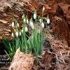 Snowdrops in Wood   Limited Print of 5 A4 16x12 20x16