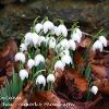 Snowdrops in Leaves  Limited Print of 5  Mount Sizes A4 16x12 20x16