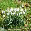 Snowdrops in the Pasture  Limited Print of 5  Mount Sizes A4 16x12 20x16