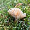 Snowy Waxcap - Limited Print of 5 A4 16x12