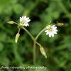Stellaria  Limited Print of 5  Mount Sizes A4 16x12 20x16