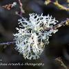 Sunlit Lichen  Limited Print of 5 A4 16x12 20x16