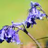 Sunlit Scottish Bluebells   Limited Print of 5 Mount Sizes  A4 16x12 20x16