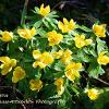 Sunny Aconites  Limited Print of 5  Mount Sizes A4 16x12 20x16