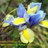 The Complimentary Colours of Iris   Limited Print of 5 Mount Sizes  A4 16x12 20x16