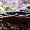 Turkey Tail Layers  Limited Print of 5  Mount Sizes A4 16x12 20x16