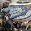 Turkey Tail Trio  Limited Print of 5  Mount Sizes A4 16x12 20x16