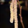 Two Catkins   Limited Print of 5 A4 16x12 20x16