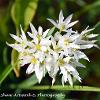 Wild Garlic   Unlimited  Print Sizes A4 16x12 20x16