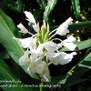 White Garland Lily   Limited Print of 5 Mount Sizes 12x10 16x12 20x16