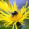 White Tailed Bumble Bee on Aster Limited Print of 5 A4 16x12 20x16