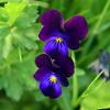 Wild Pansy  Limited Print of 5  Mount Sizes A4 16x12 20x16