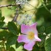 Wild Pink Rose	Limited Print of 5  Mount Sizes 16x12 20x16