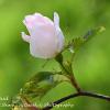 Wild Rose Bud  Limited Print of 5 Mount Sizes  A4 16x12 20x16