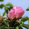 Wild Rose Buds    Limited Print of 5 A4 16x12 20x16