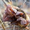 Wood Ear Cluster  Limited Print of 5  Mount Sizes A4 16x12 20x16