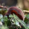 Wood ear in Ivy  Limited Print of 5  Mount Sizes A4 16x12 20x16