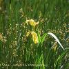 Yellow Iris  Limited Print of 5 Mount Sizes  A4 16x12 20x16