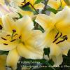 Yellow Lilies  Limited Print of 5  Mount Sizes A4 16x12 20x16