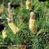 Yellow Pinecones   Limited Print of 5 Mount Sizes  A4 16x12 20x16