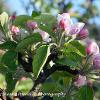 Apple Blossom  Limited Print of 5  Mount Sizes A4 16x12 20x16