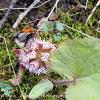 Bee on Butterbur Limited Print of 5  Mount Sizes A4 16x12 20x16