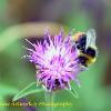 Bee on Thistle   Limited Print of 5 Mount Sizes  A4 16x12 20x16