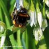 Bee on White Bell   Limited Print of 5 20 x 16  16 x 12