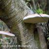 Birch Polypore Duo  Limited Print of 5 A4 16x12 20x16