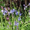Blue and Pink Bells   Limited Print of 5 20 x 16  16 x 12