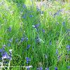 Bluebells in Grass.  Limited Print of 5 A4 16x12 20x16