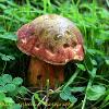 Bolete  Limited Print of 5 A4 16x12 20x16