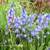 Bunch of Bluebells   Limited Print of 5  Mount Sizes A416x12 20x16