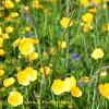 Buttercups   Limited Print of 5 Mount Sizes  A4 16x12 20x16