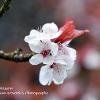 Cherry Plum Blossom  Limited Print of 5 A4 16x12 20x16