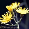 Common Hawkweed  Limited Print of 5  Mount Sizes A4 16x12 20x16