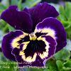 Complimentary Coloured Pansy  Limited Print of 5  Mount Sizes A4 16x12 20x16