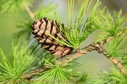 pine cone
