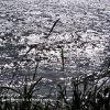 Dark Grasses Silver Sea	      Limited Print of 5 20 x 16  16 x 12