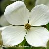 Dogwood  Limited Print of 5 A4 16x12 20x16