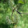 Eared Willow  Limited Print of 5 Mount Sizes  A4 16x12 20x16