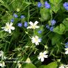 Forget Me Not and Stitchwort  Limited Print of 5 A4 16x12 20x16