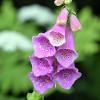 Foxglove  Limited Print of 5 A4 16x12 20x16