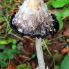 Full Ink Cap   Limited Print of 5 16x12 20x16