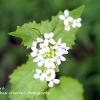 Garlic Mustard  Garlic Mustard