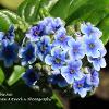 Giant Forget Me Not   Limited Print of 5 20 x 16  16 x 12