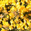 Gorse  Limited Print of 5 A4 16x12 20x16