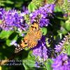 Hebe & Painted Lady Butterfly 2   Limited Print of 5 Mount Sizes  A4 16x12 20x16