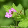 Herb Robert 2  Limited Print of 5  Mount Sizes A4 16x12 20x16